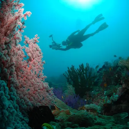 Ocean Park Ii *